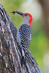 Red-bellied Woodpecker